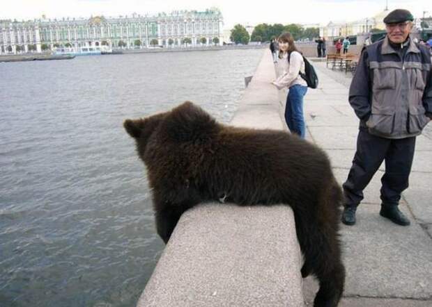 А что вы хотите, Россия медведи, россия, то и делают, что хотят