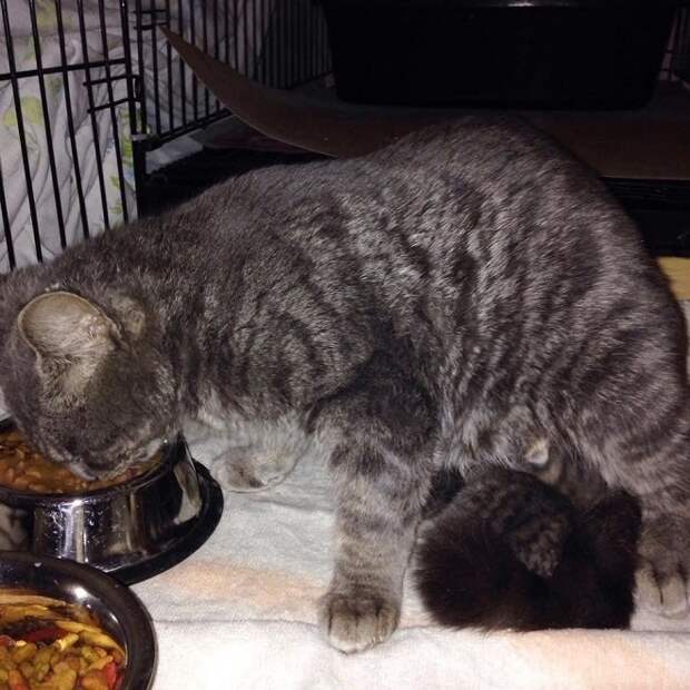 Кошка ест Кошка кушает