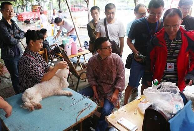 Шок! Китайский садист-ветеринар удалял собакам голосовые связки, чтобы не лаяли Чэнду, ветеринар, жестокость, животные, издевательство над животными, китай, опасные операции, собаки