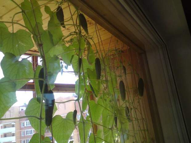 Что и как можно выращивать на балконе за неимением дачи