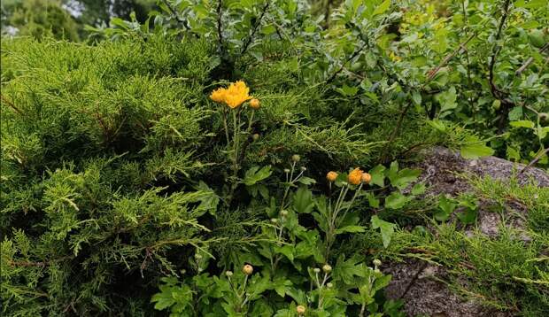 В Симферопольском ботаническом саду на месяц раньше обычного зацвели хризантемы