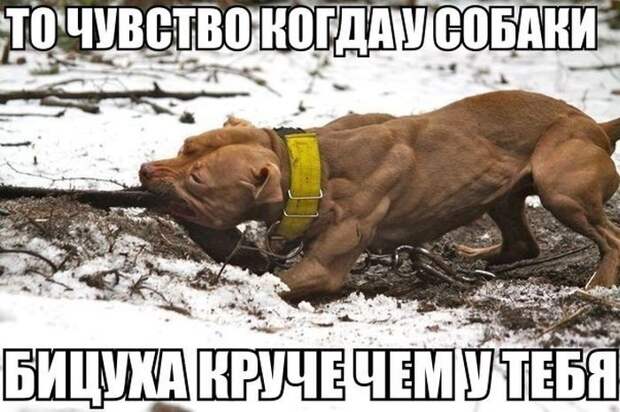 Прикольные картинки