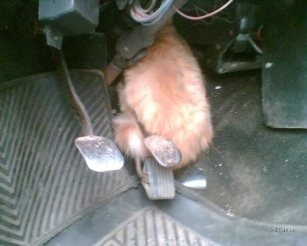 Про кота... авто, дтп, коты