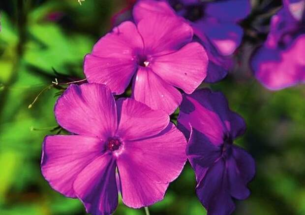 флокс метельчатый (Phlox paniculata) &amp;amp;amp;amp;amp;amp;amp;amp;amp;amp;lsquo;Blue Paradise&amp;amp;amp;amp;amp;amp;amp;amp;amp;amp;rsquo;