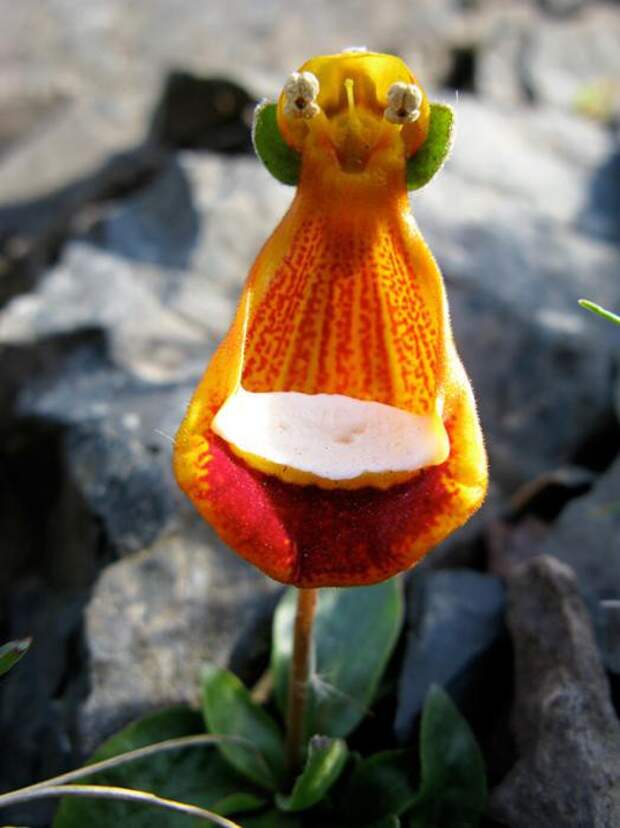 Счастливый инопланетянин — Calceolaria Uniflora интересное, цветы в мире, юмор