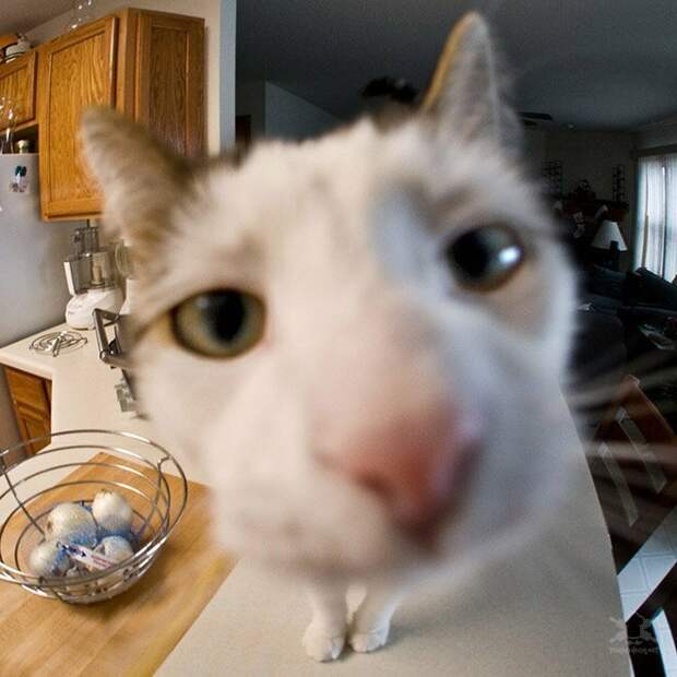 Забавные любопытные кошки, попавшие в объектив фотокамеры животные, коты, юмор