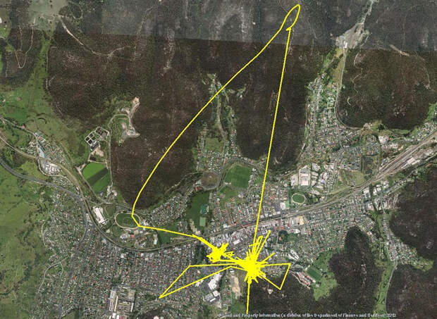 gps-tracker-cat-movement-map-lithgow-central-tablelands-local-land-services-3