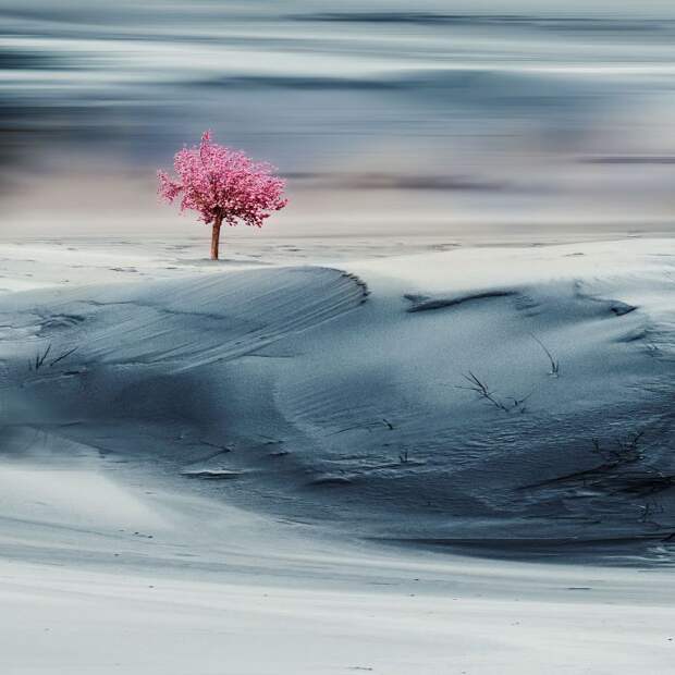 Дерево желаний. Автор: Christine Ellger. 