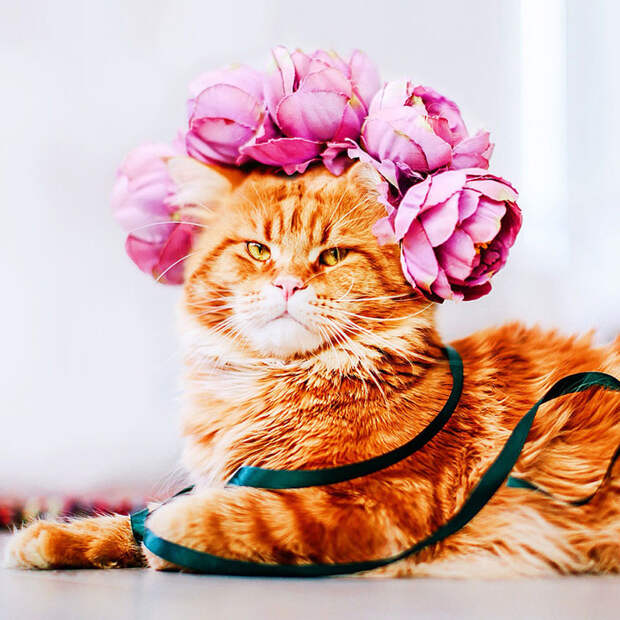 Русский кот по имени Котлета покоряет интернет: рыжий всегда в моде! животные, кот Котлета