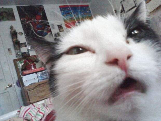 коты в похмелье 