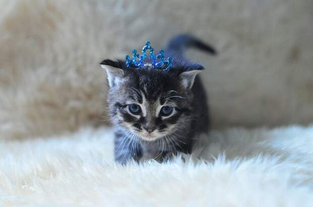 самые милые котята в интернете (38)