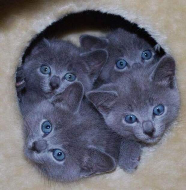 Коты и кошки (28 фото)