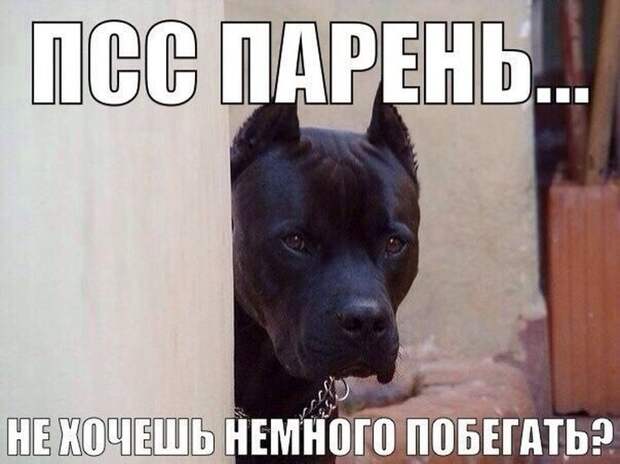 Смешные картинки с подписями катинки, прикол, юмор