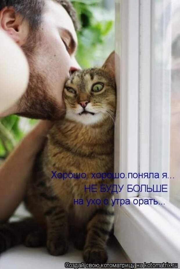 Котоматрица