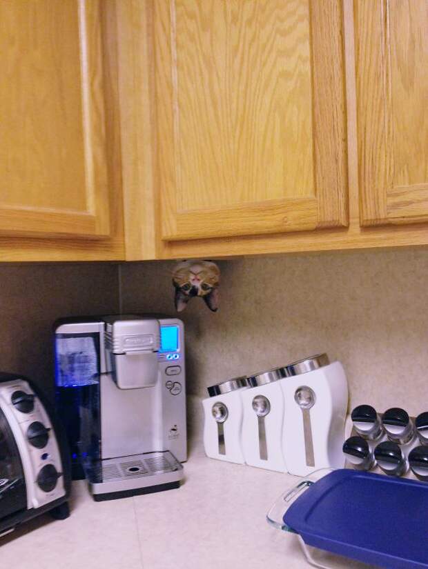 ниндзя кот 