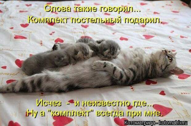котоматрицы (50 фото) котоматрицы (50 фото)