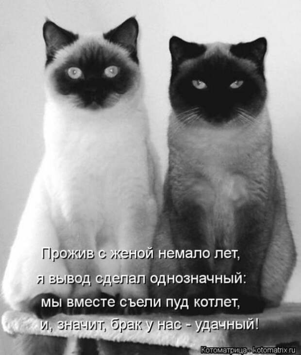 Котоматрицы (картинки с надписями)
