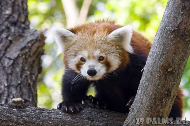 Красная панда Блог Павла Аксенова, животные, красная панда, фото животных