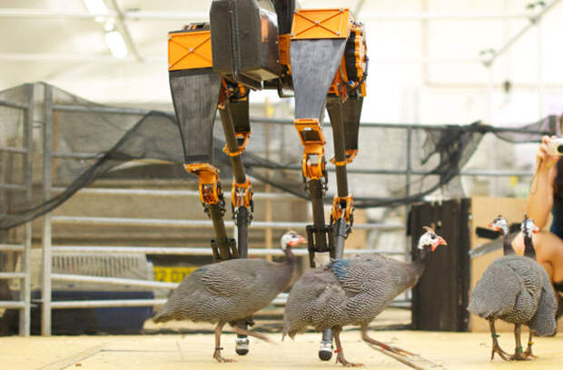 ATRIAS может стать самым быстрым двуногим роботом в мире