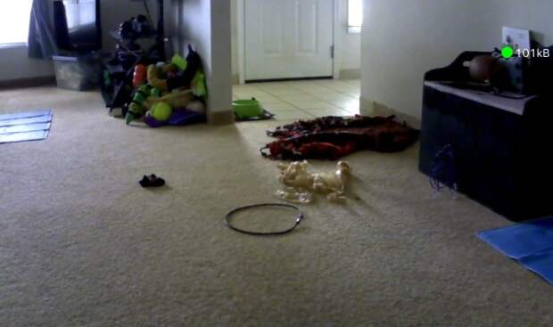Our camera showed that Atka had pulled a bag of cords off the table, so we were able to go home and move them.
