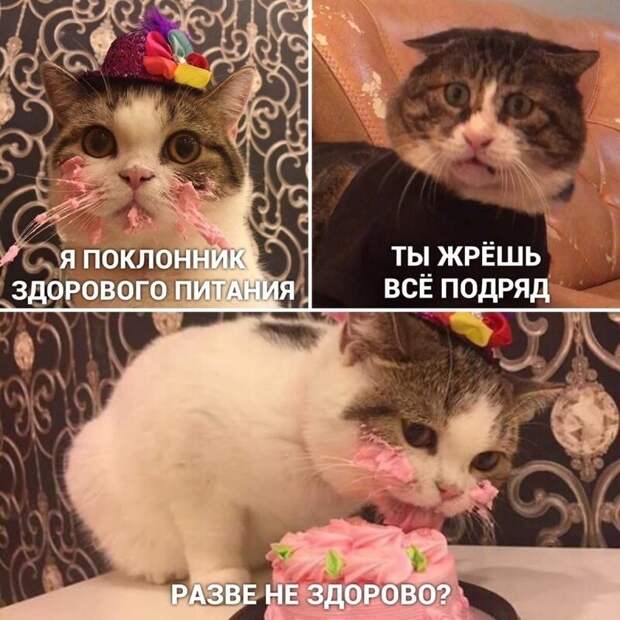 Самые удачные котомемы Рунета Самые удачные котомемы Рунета