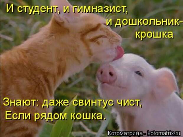 Котоматрица на Бугаге (28 фото)