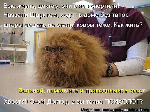 Котоматрица: Всю жизнь, доктор, они мне испортили!  Назвали Шариком, ходят в доме без тапок,  шторы вешать не стали, ковры тоже. Как жить? Больной, помолчите