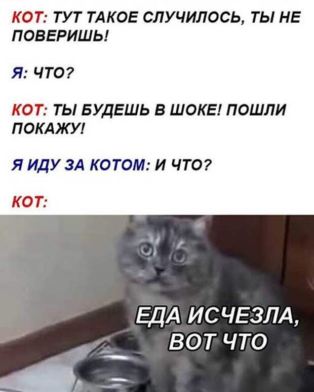 Коты они такие )