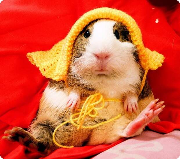 Морская свинка (лат. Cavia porcellus)