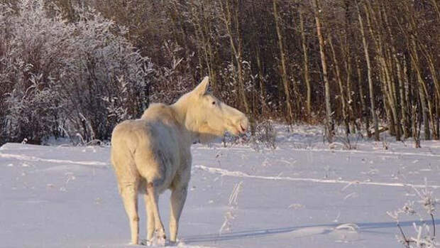 Лось альбинос