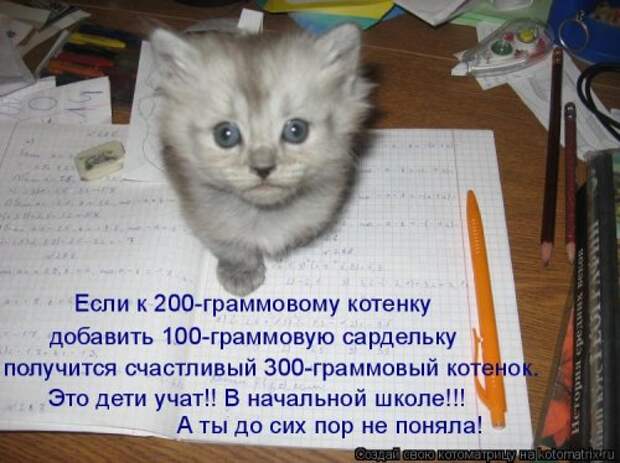 Лучшая котоматрица недели (30 фото)