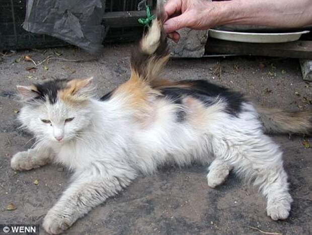 Коты с крыльями! Удивительная кошачья аномалия! Коты с крыльями! Удивительная кошачья аномалия!