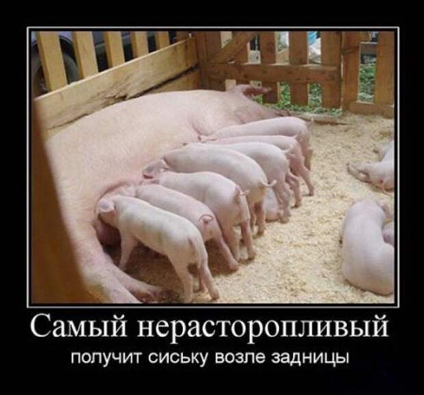 демки веселые.