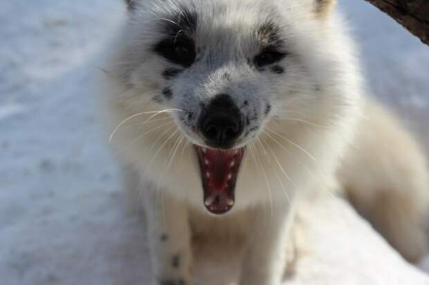 Лиса по имени Весна Лиса по имени Весна весна, животные, лиса