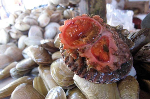 Pyura chilensis — «кровоточащий камень» с морского дна