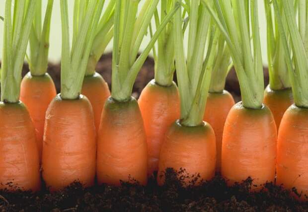 ЕГЭ - морковь не растет . . 2014