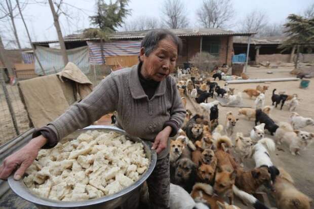 1300 моих собак — частный приют Вань Янфань доброта, китай, приют, собаки