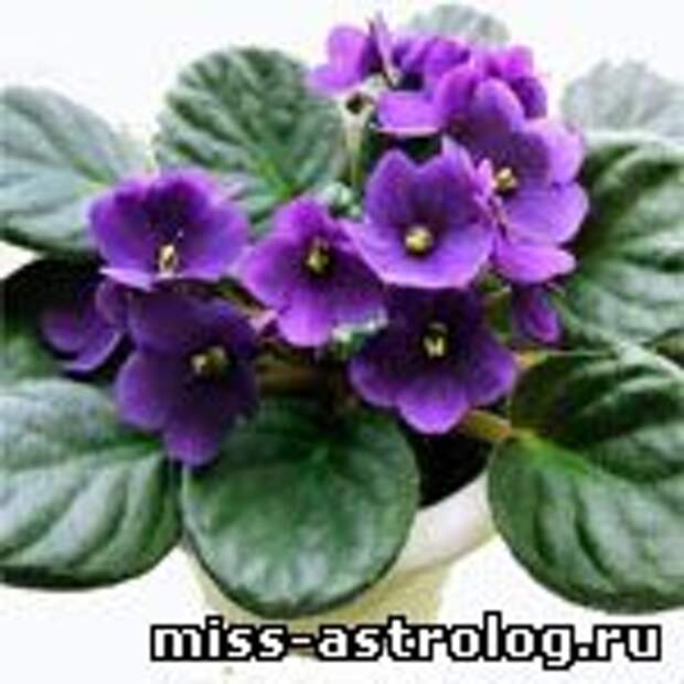 фен шуй и комнатные цветы