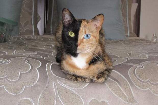 двуликий кот
