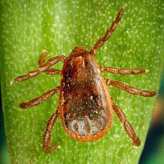 Rhipicephalus sanguineus