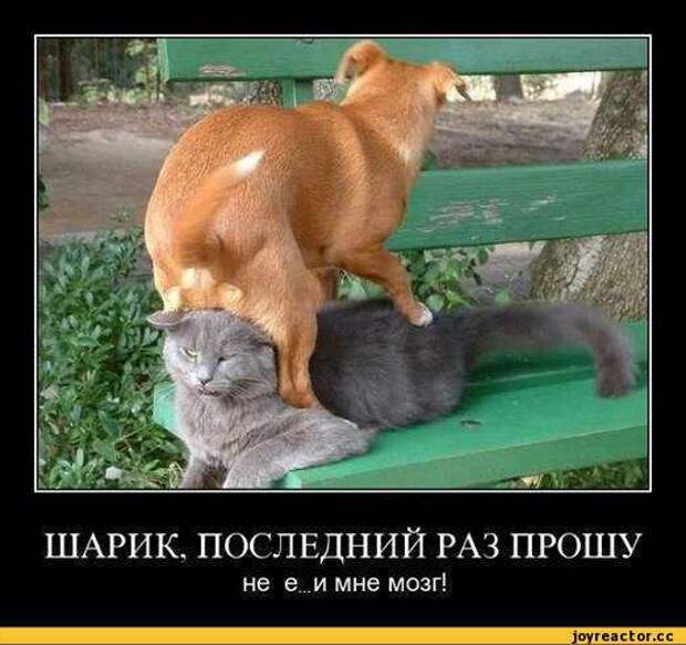 Любителям пушистых и нахальным Любителям пушистых и нахальным демотиваторы, коты, прикол, юмор