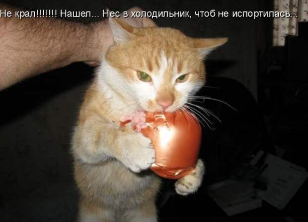 Кото матрица 7