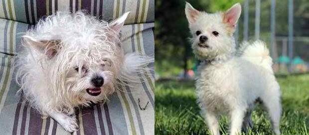 собаки до и после, преображение бездомных собак