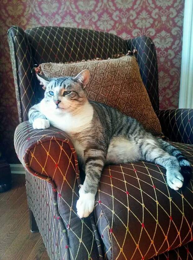 коты модели (8)