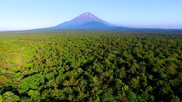 Аокигахара - лес самоубийц в Японии