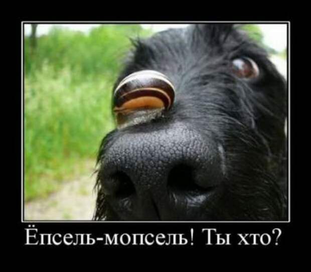 Демотиваторы новые смешные.