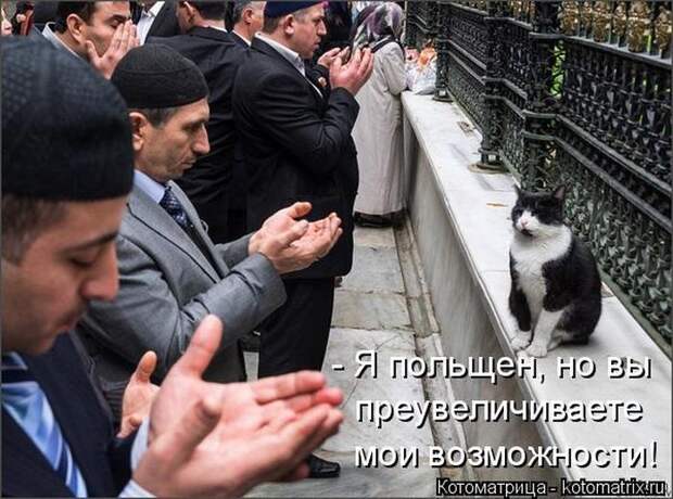 22 котоматрицы