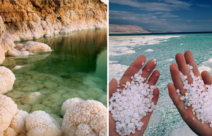 Кто живет в Мертвом море/ фото: ru.pinterest.com, immunocap.ru 