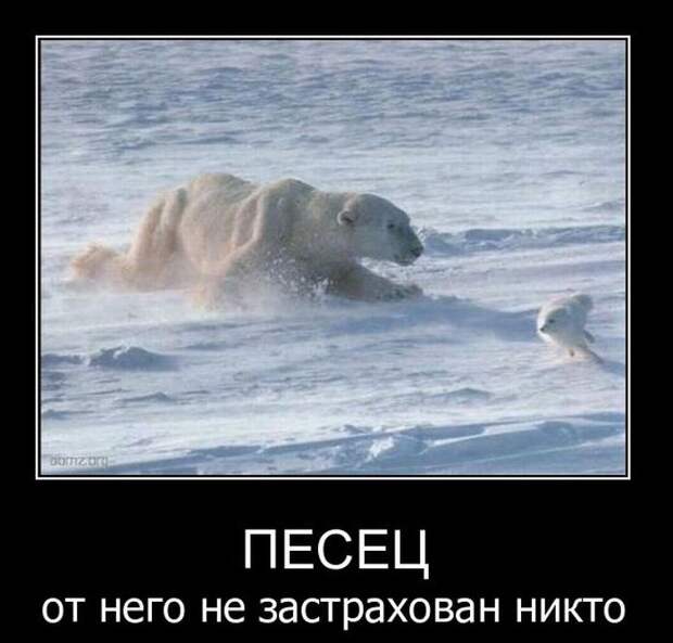 Демотиваторы (42 фото)