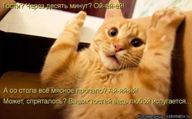 Свежая котоматрица на Бугаге (25 фото)
